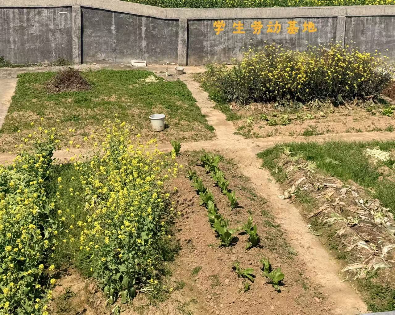 School vegetable plots cultivated by students